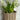 Tulip Basket - Natural Stripe Small - Size